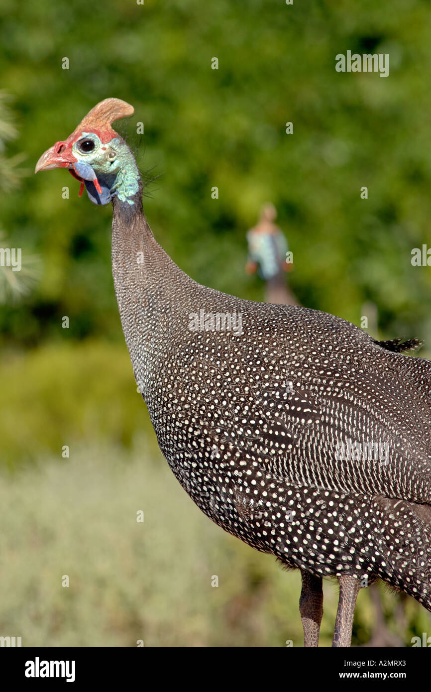 A helmeted guinea-fowl (Numida meleagris) in South Africa. Stock Photo