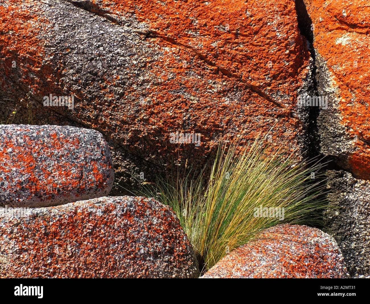 Red algae on rocks St Helens Tasmania Stock Photo - Alamy