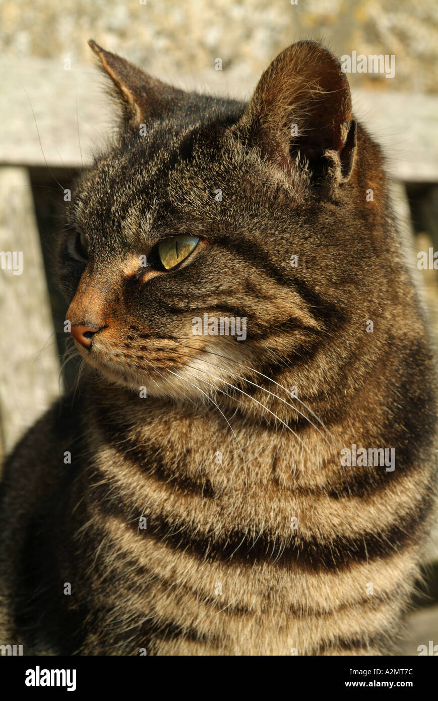 Tabby cat, Cornwall, England, UK Stock Photo Alamy