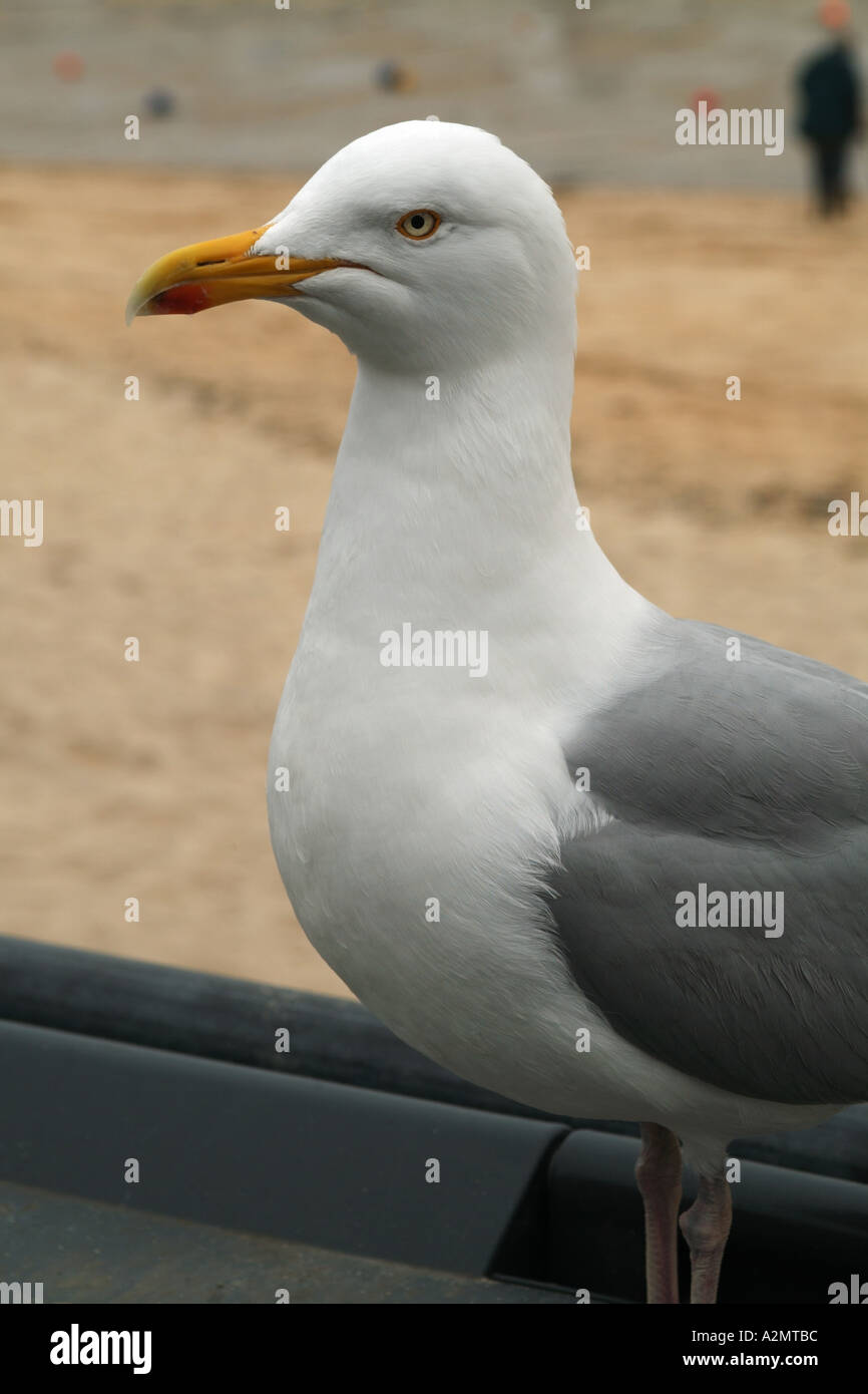 Seagull on rubbish bin hires stock photography and images Alamy