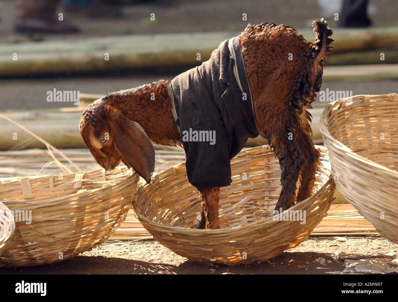 Young goat stands in a woven basket in Udaipur s spice and vegetable market India Stock Photo