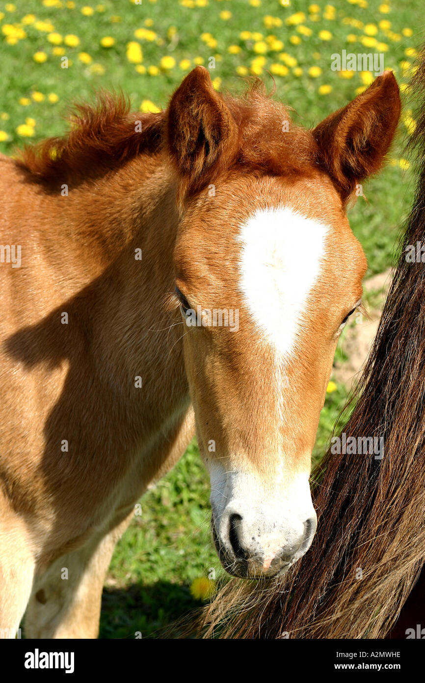 foal-skin-hi-res-stock-photography-and-images-alamy