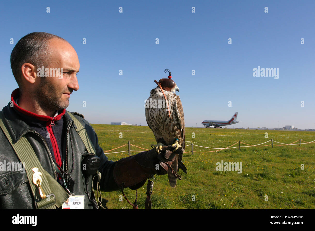 Falconer with hawk at Lisbon airport, Portugal Stock Photo