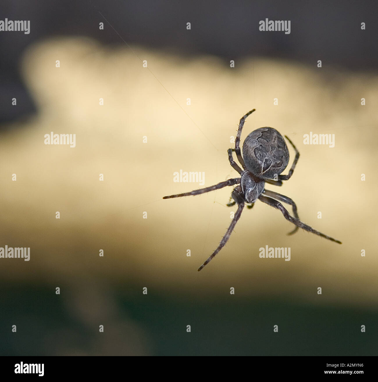 Bridge spiders hires stock photography and images Alamy