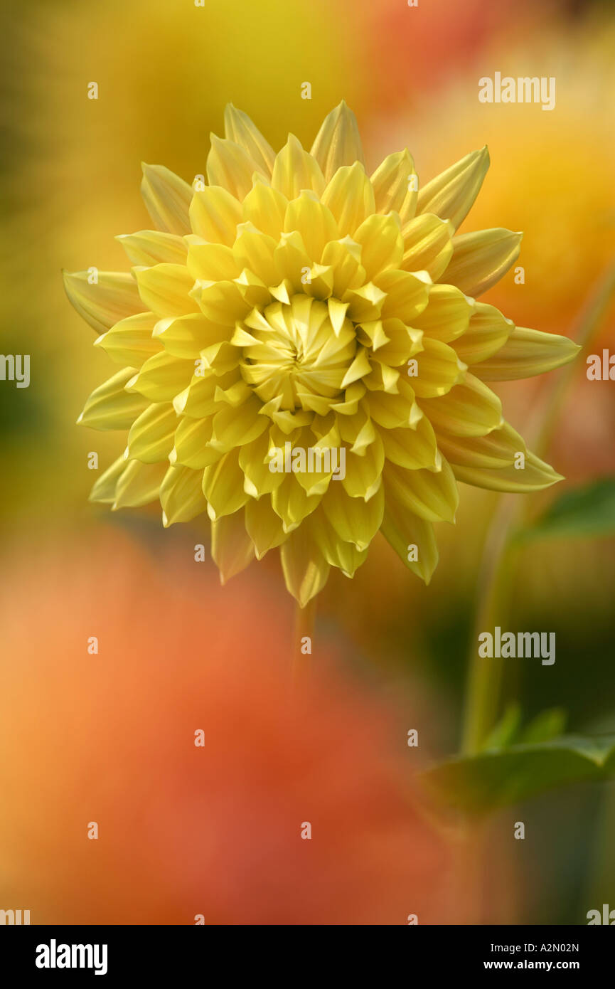 Dahlia border hi-res stock photography and images - Alamy