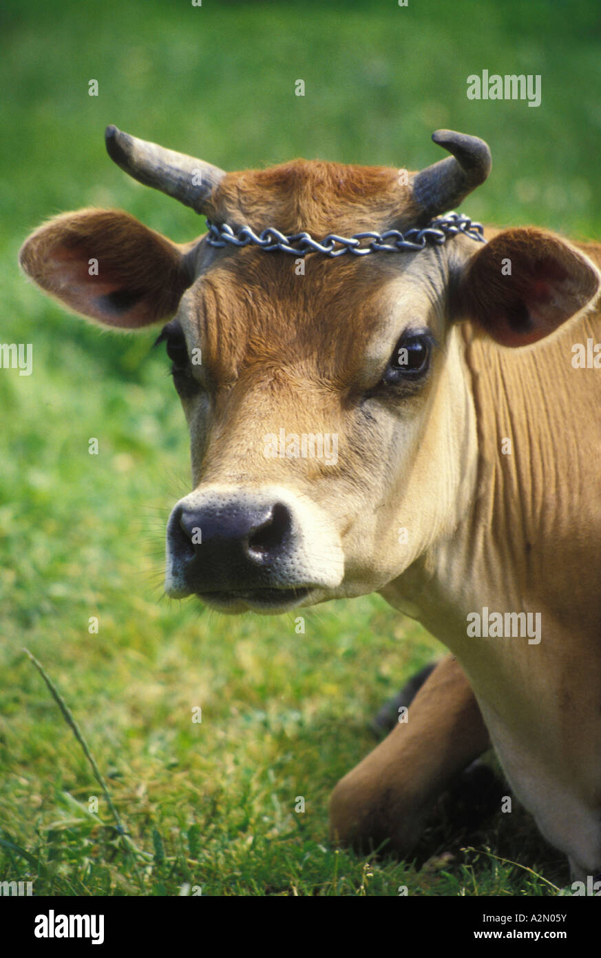 Jersey cows horns hi-res stock photography and images - Alamy