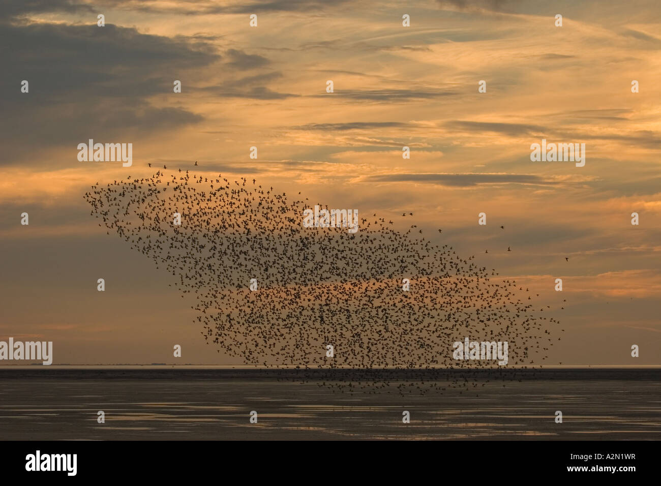 Knot in flight Stock Photo - Alamy