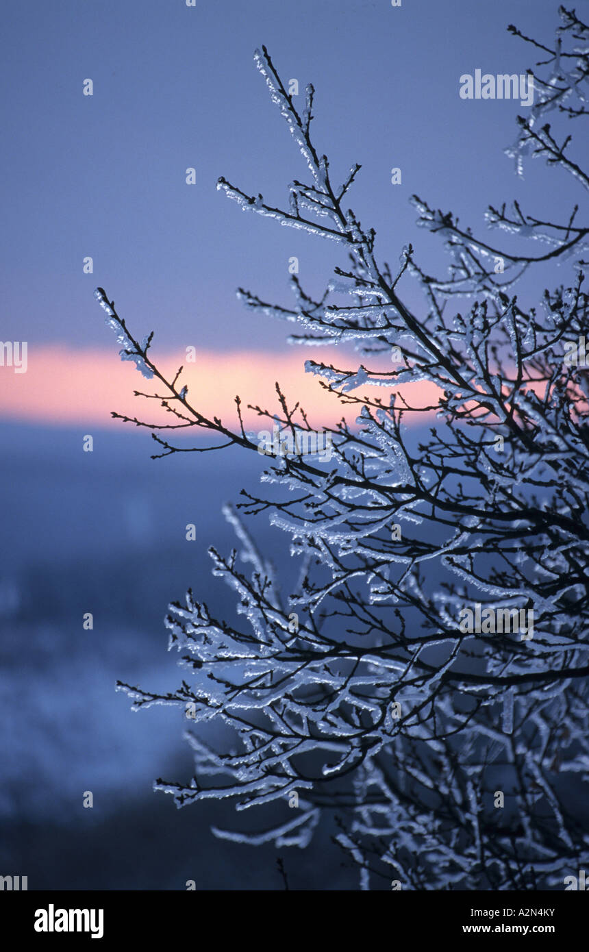 Frozen tree branches close up hi-res stock photography and images - Alamy