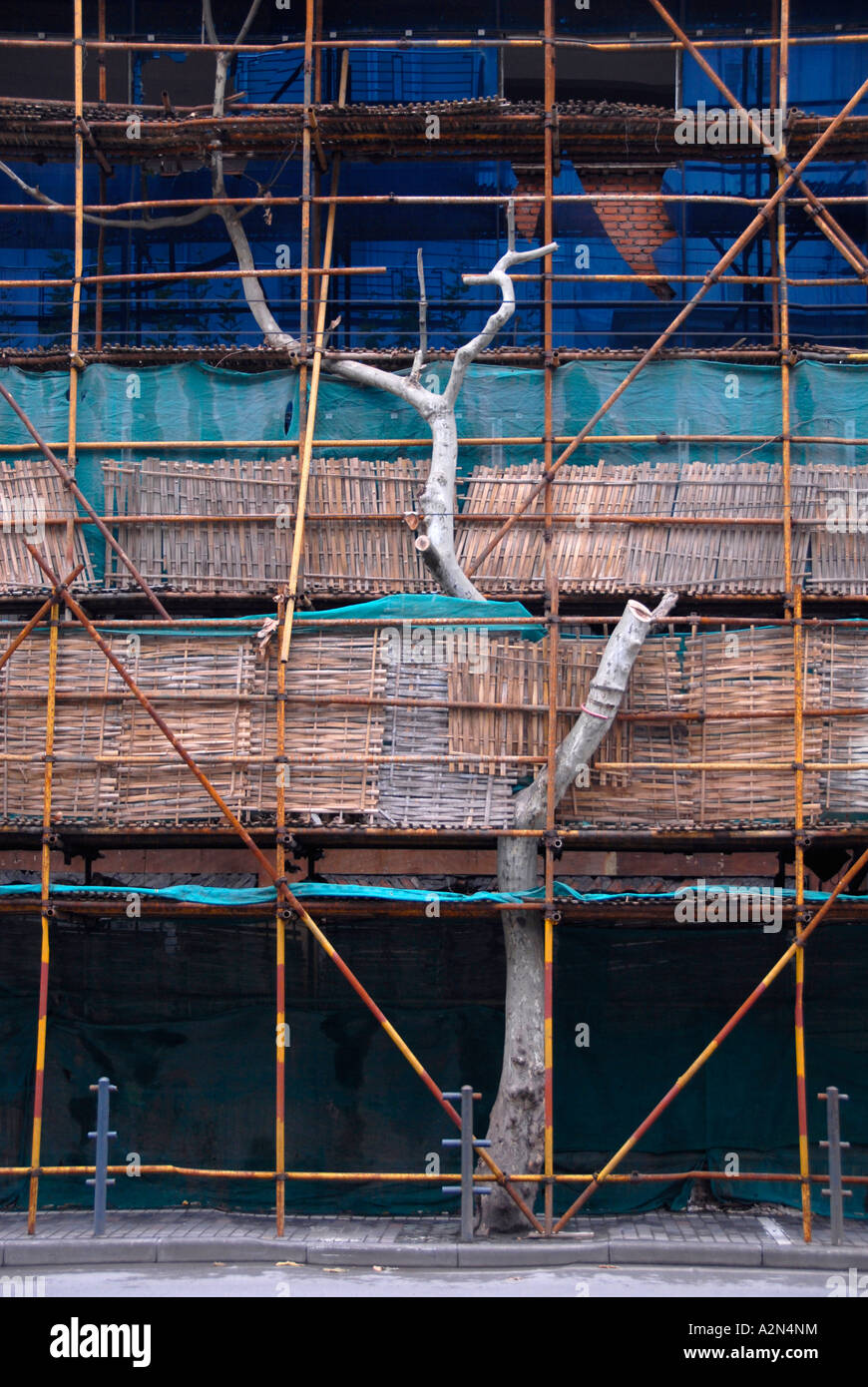 With Tree Inbeded Embedded tree at a building site in Shanghai, China Stock Photo - Alamy