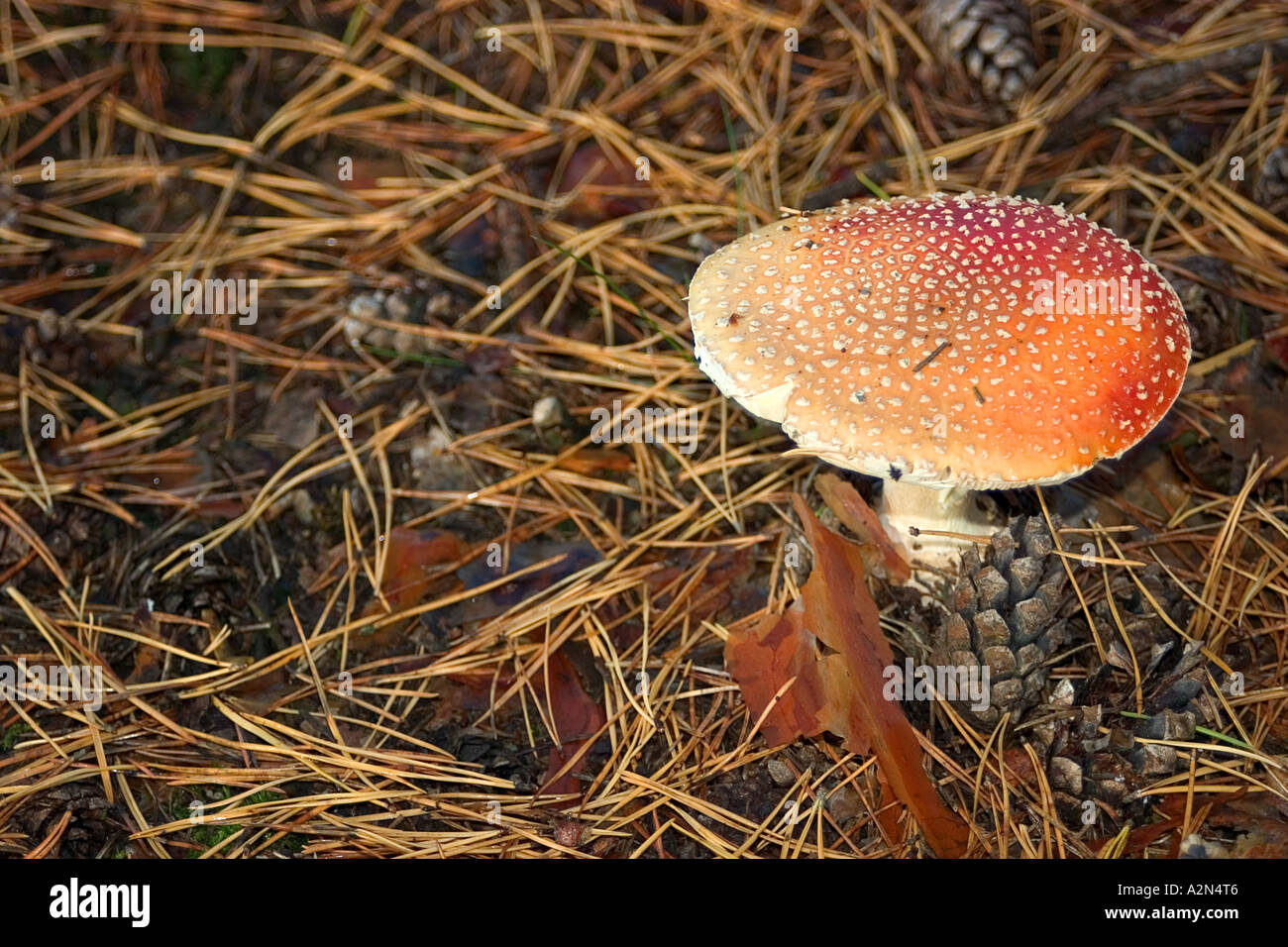 fly agaric;toadstool Stock Photo