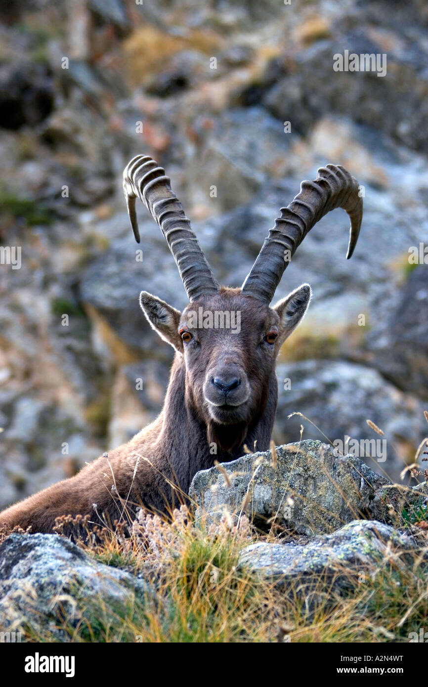 Alpine Ibex (Capra ibex) standing on mountain, Gran Paradiso, Italy ...