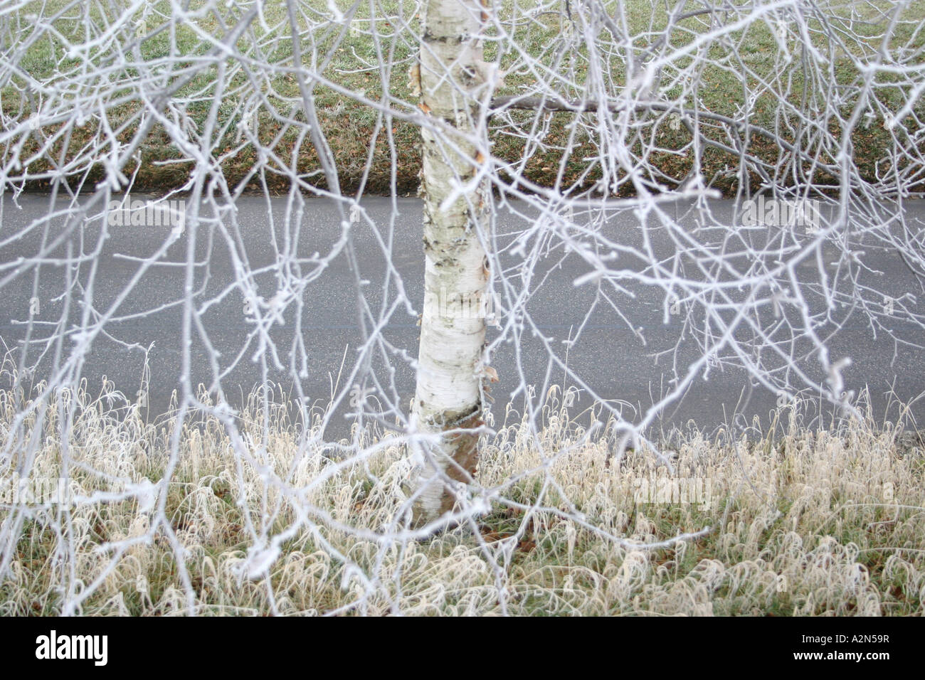 Close up frozen tree hi-res stock photography and images - Alamy