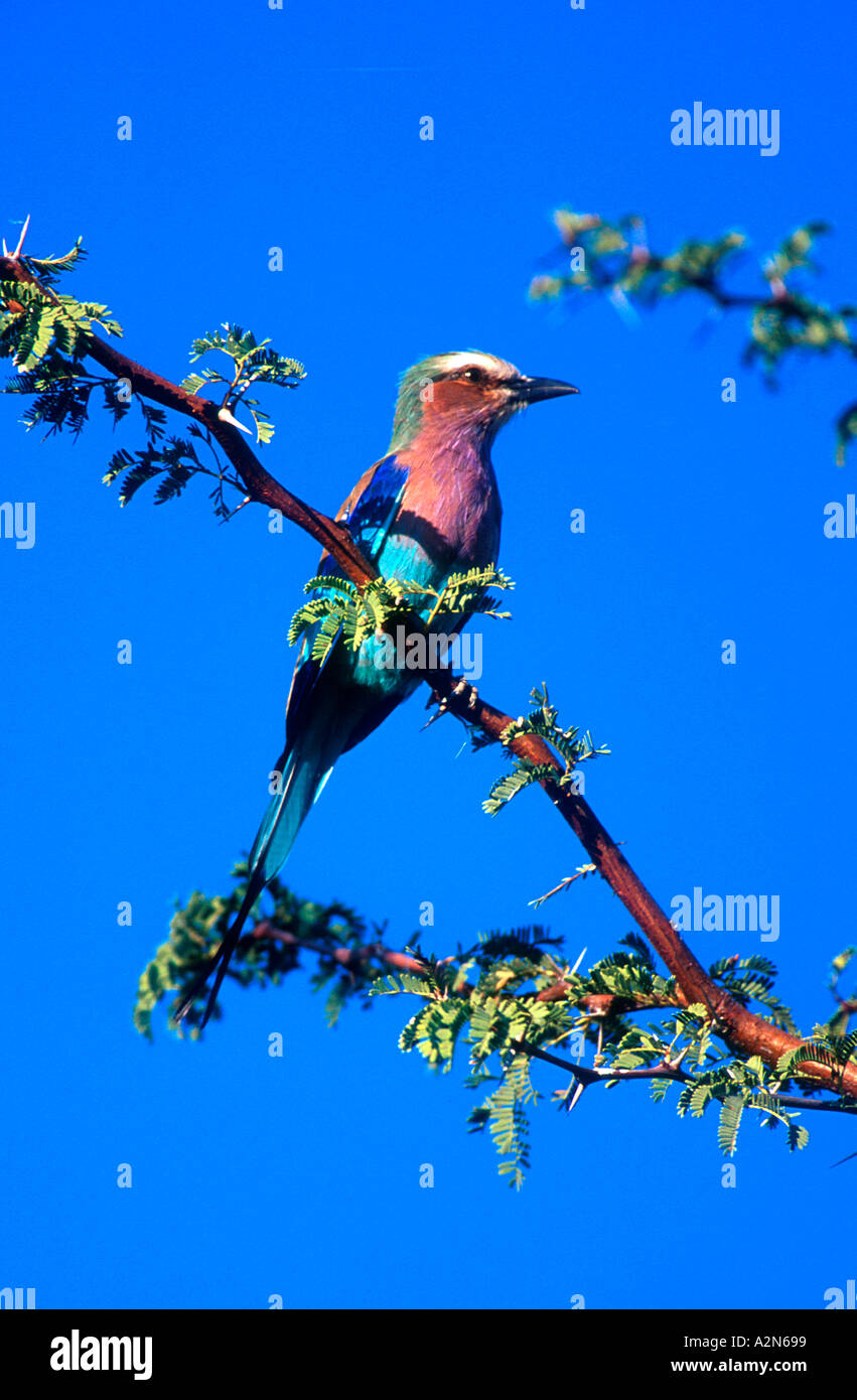 Lilac breasted Roller Central Kalahari Game Reserve Botswana Stock Photo