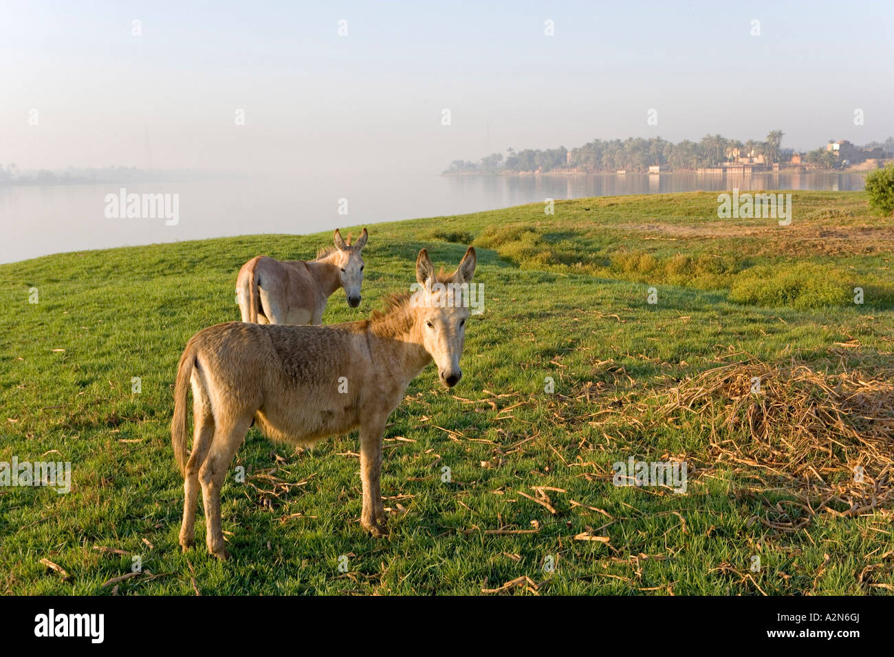 Two donkey standing at riverbank, Nile River, Egypt Stock Photo Alamy
