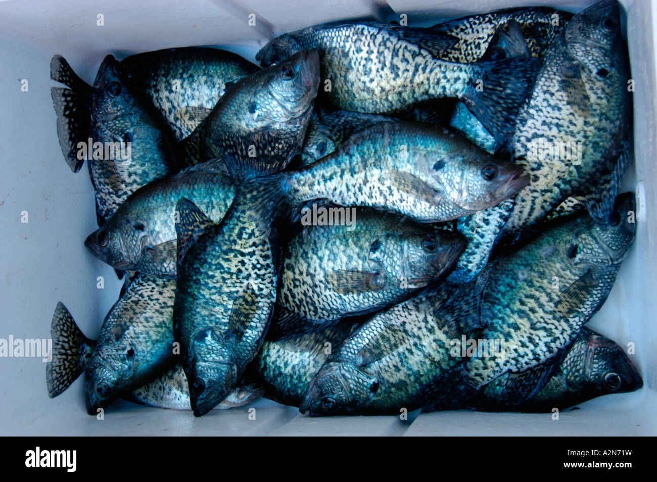 Brownlee Reservoir Crappie Stock Photo Alamy