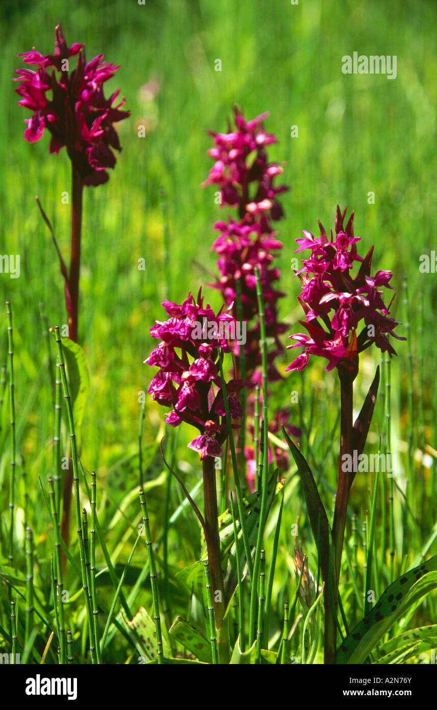 Orchis palustris flowers blooming in field, Italy Stock Photo