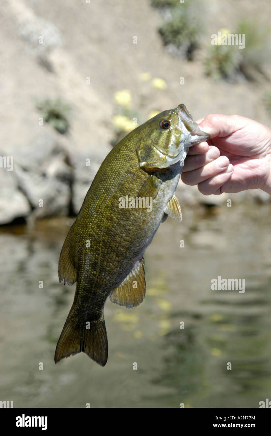 Smallmouth Bass Brownlee Reservoir on the Snake River Stock Photo Alamy