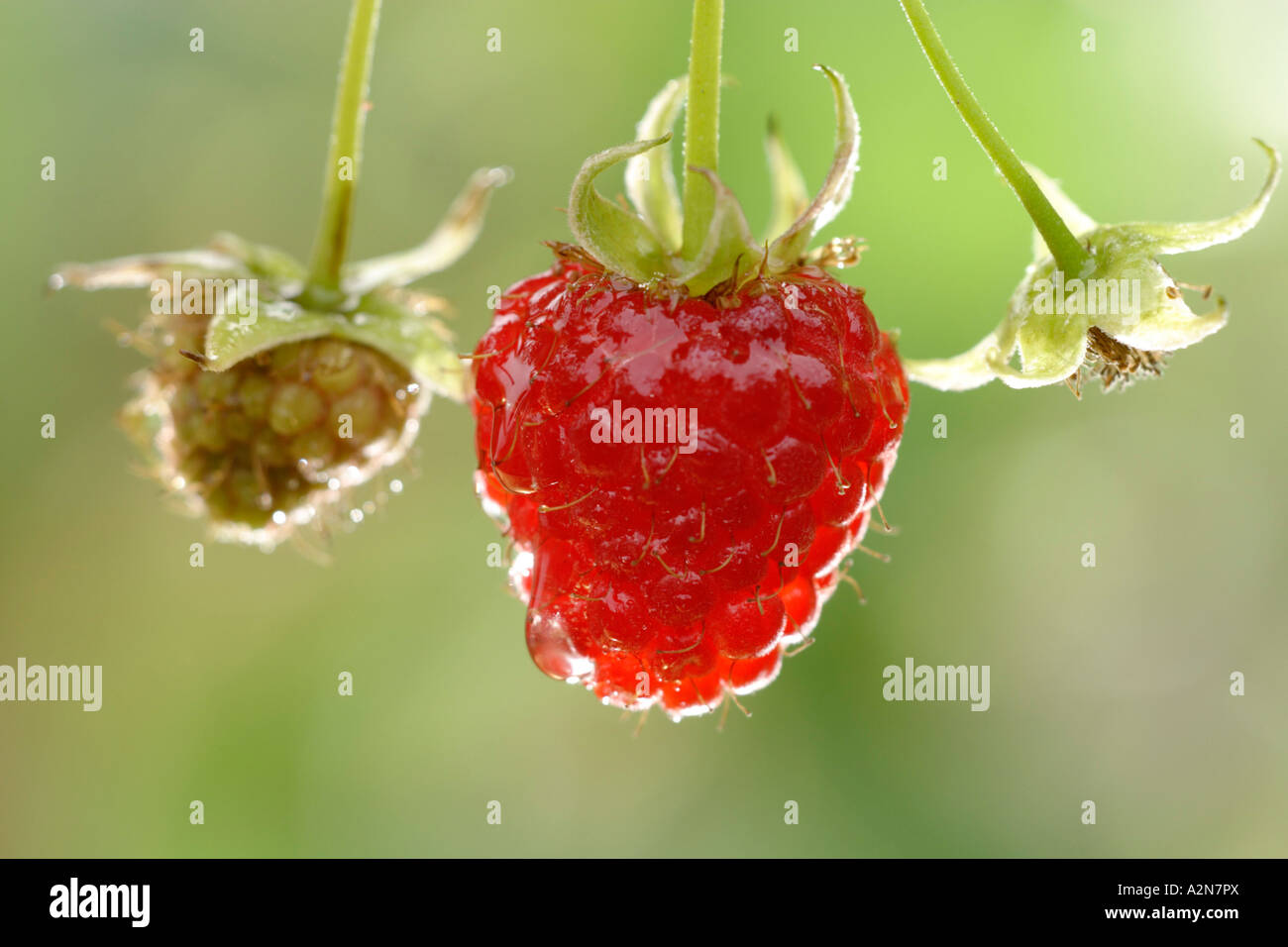 Close-up of raspberries Stock Photo - Alamy