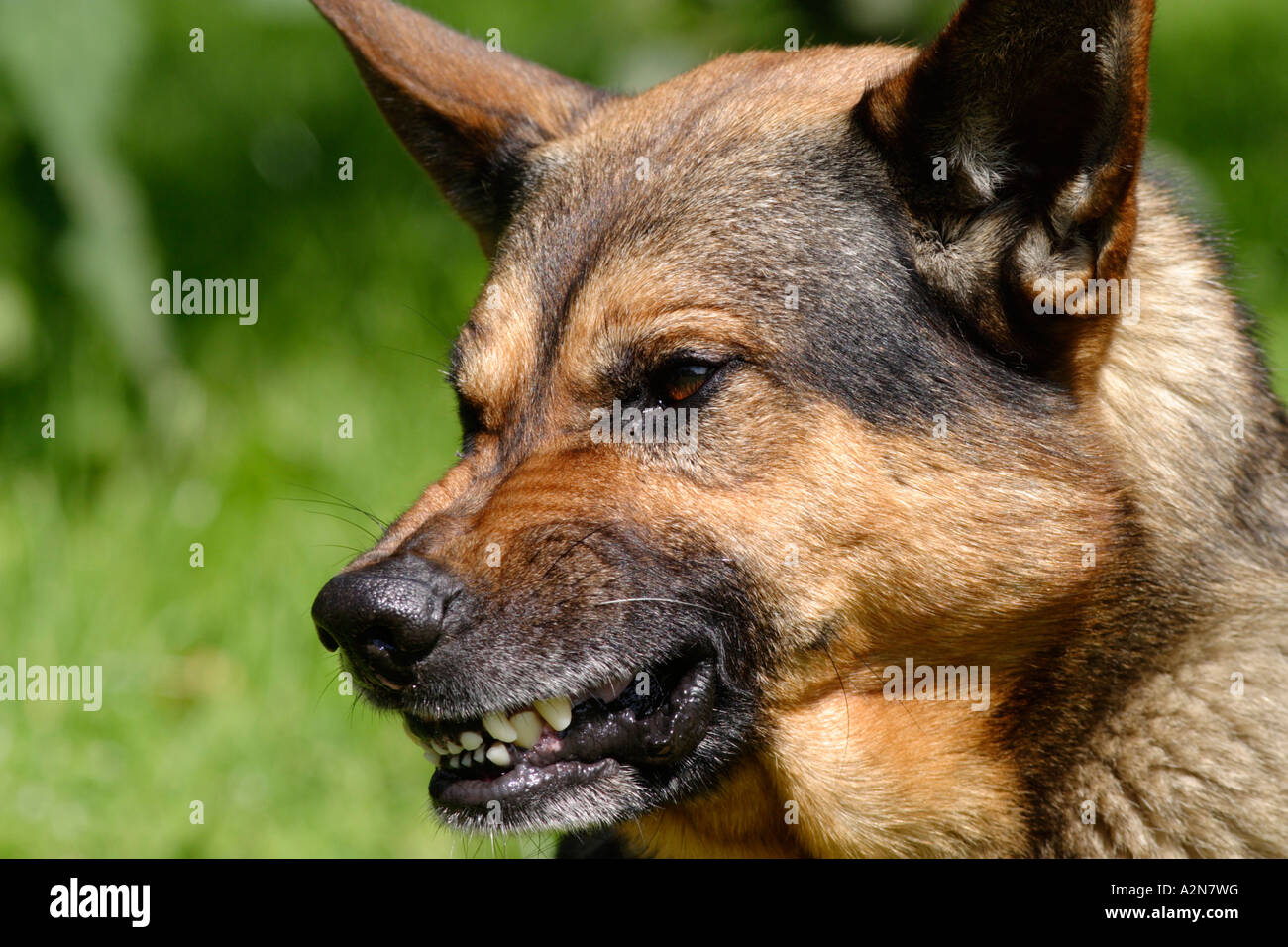 Why Do German Shepherd Puppies Bite So Much?