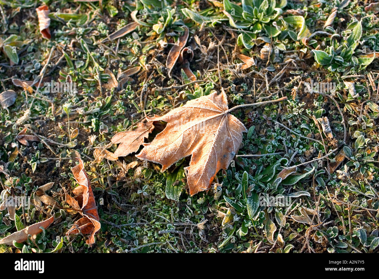 Frost off plants hires stock photography and images Alamy