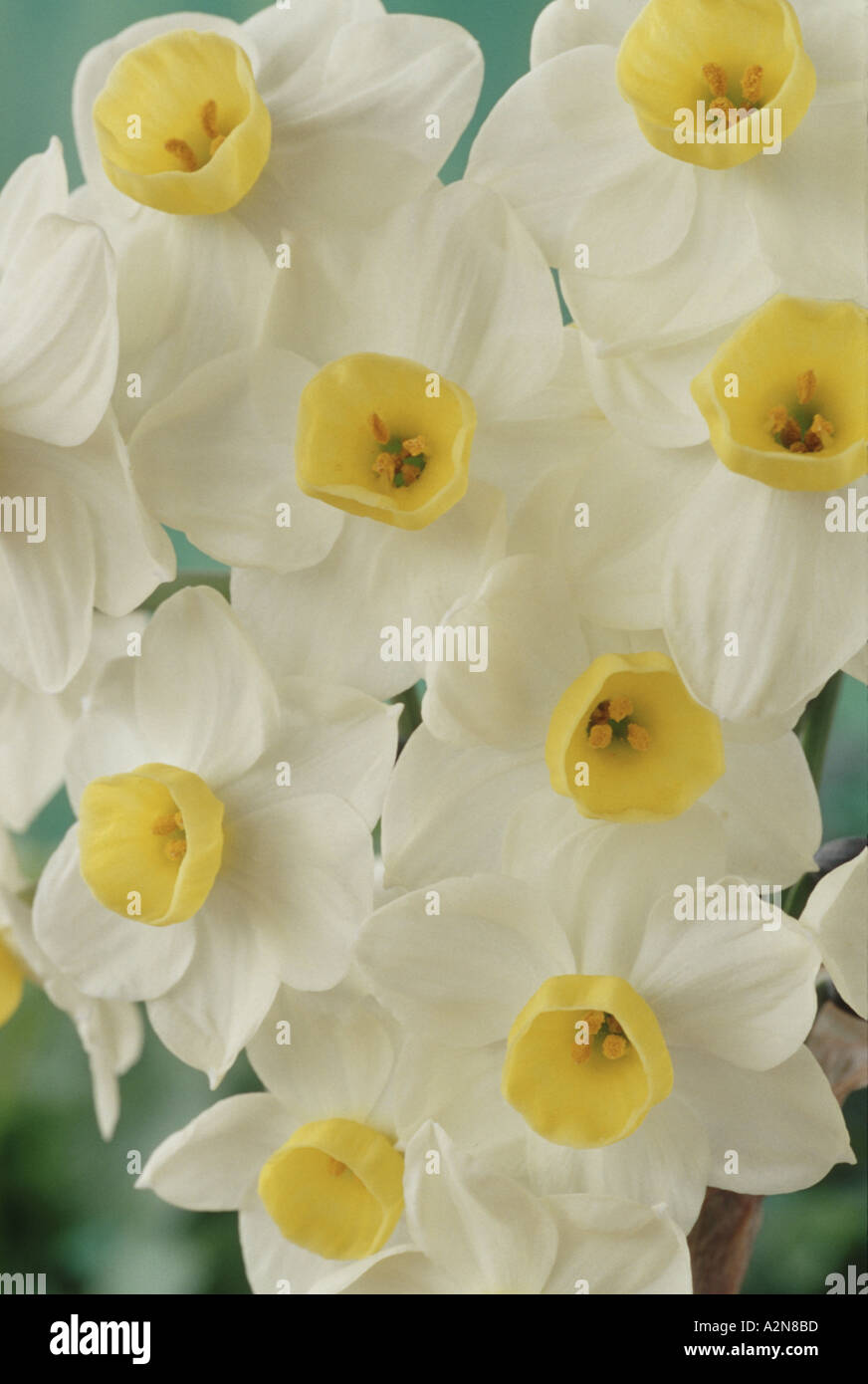 Narcissus 'Avalanche'. AGM Stock Photo