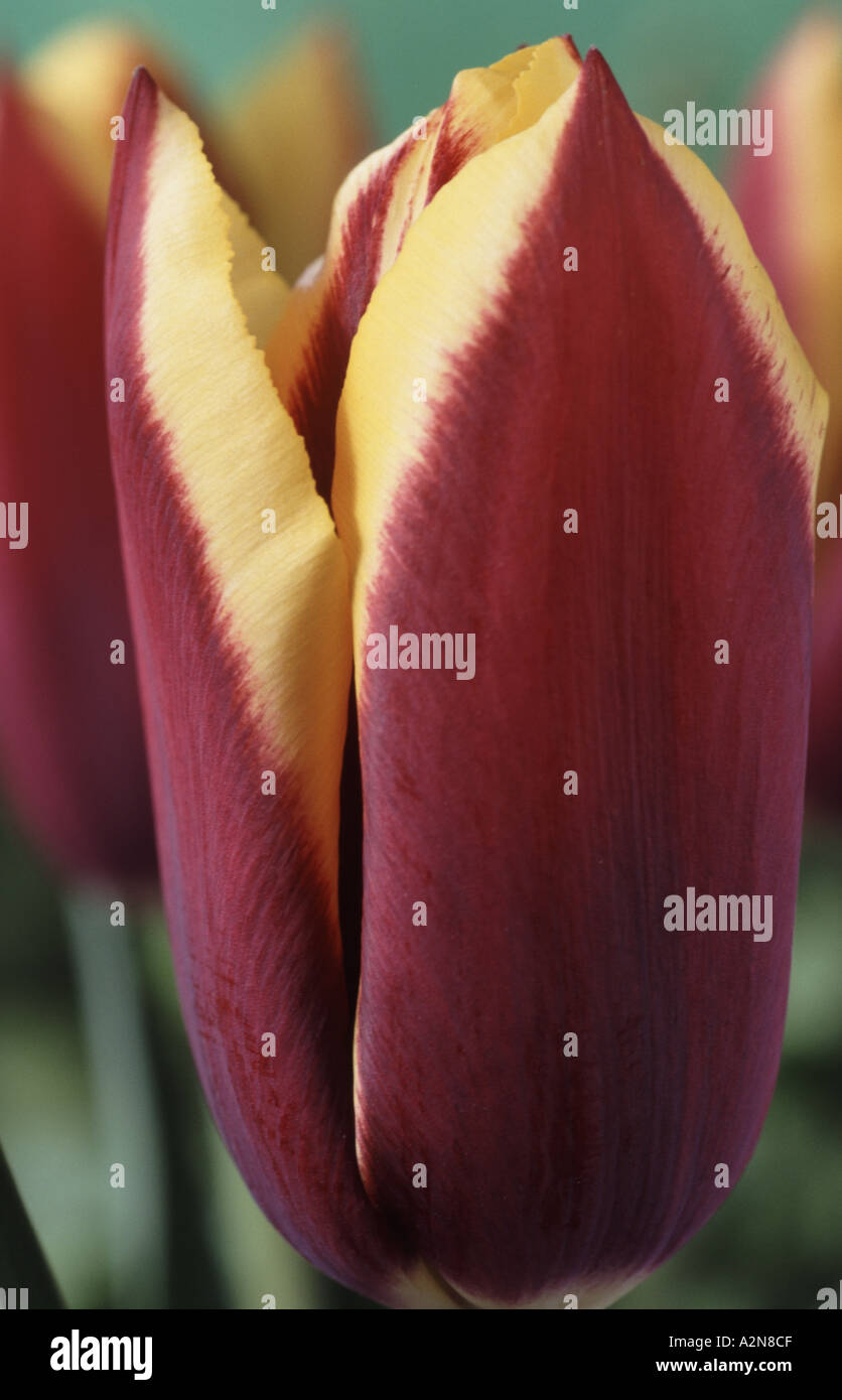 Tulipa 'Gavota'. Stock Photo