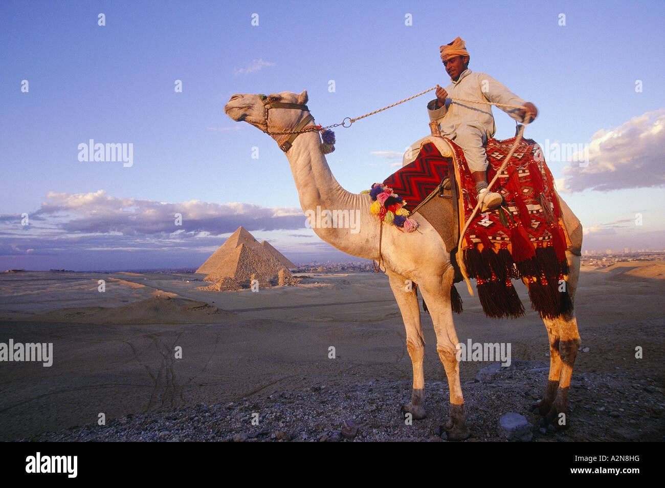 Someone Riding Camel Young man riding camel in desert, Giza Pyramid, Giza, Cairo, Egypt ...