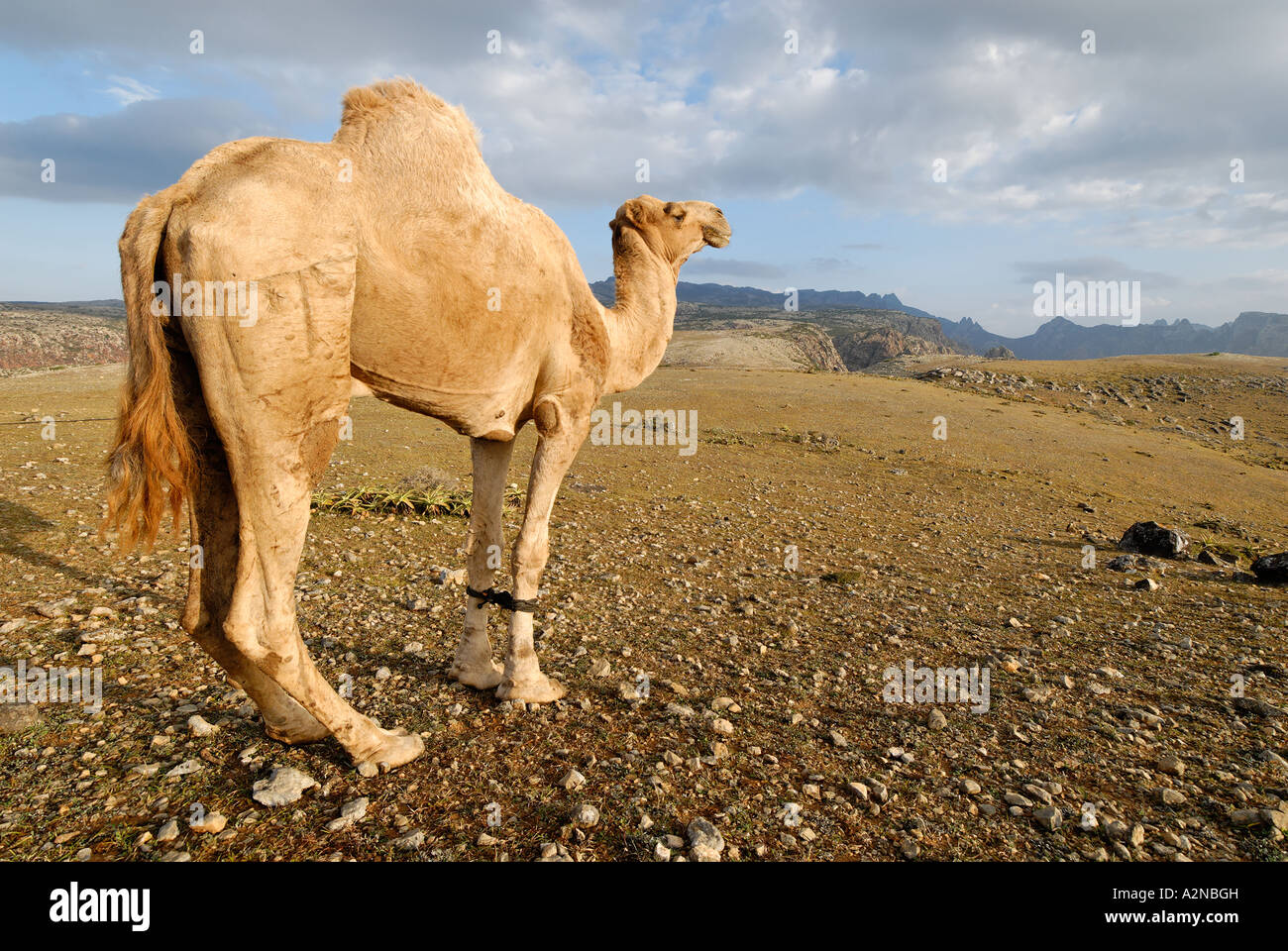 Rocky Mountains On The Island Of Socotra High Resolution Stock Photography  and Images - Alamy