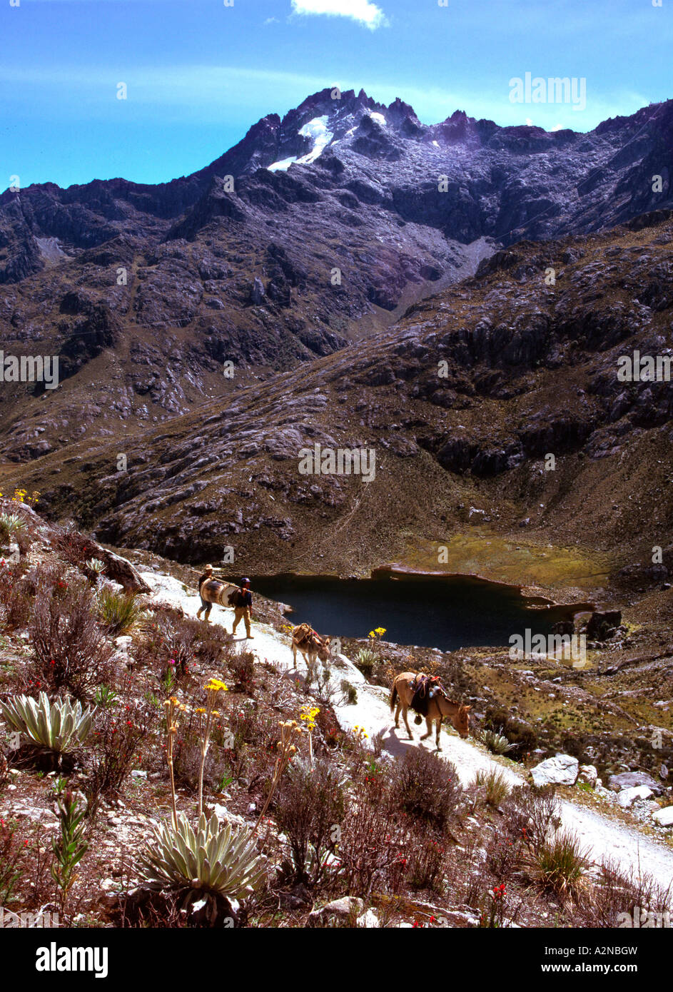 Donkey walking on path, Sierra Nevada National Park, Venezuela Stock
