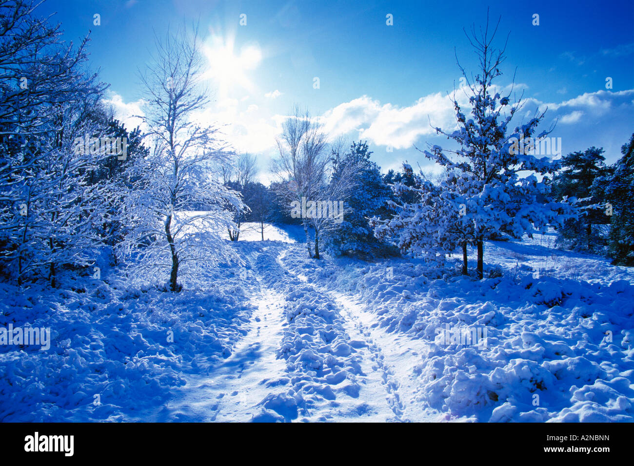 Trees covered of snow hi-res stock photography and images - Alamy
