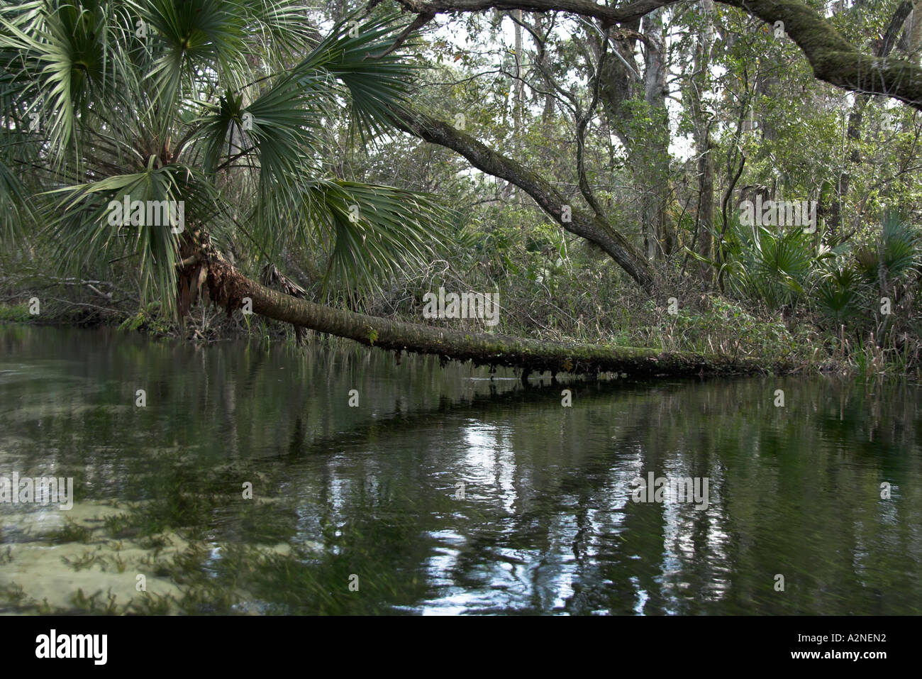 Tropical forest as seen along the Juniper Springs canoe trail, Juniper
