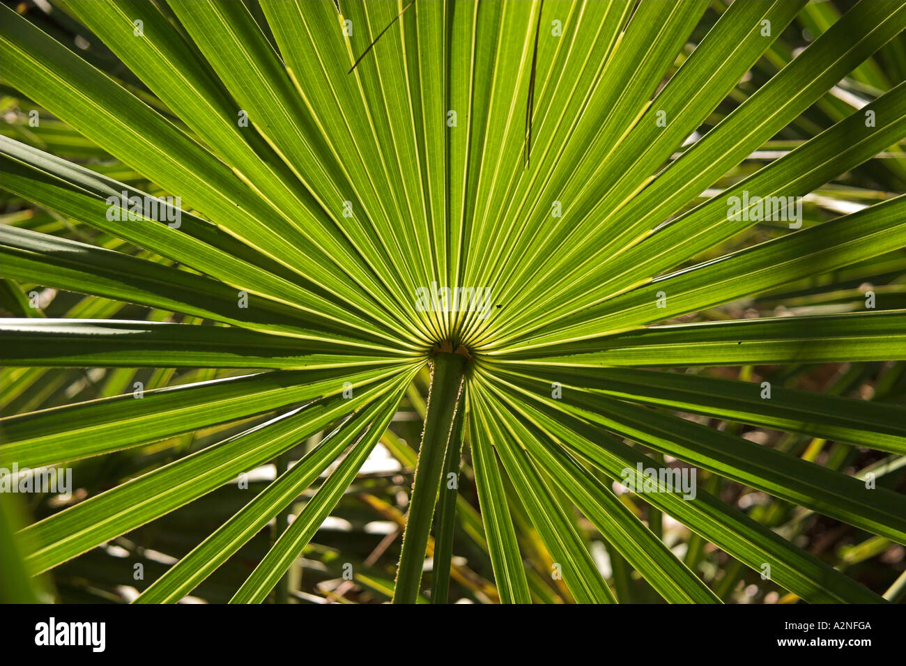 Palmetto tree leaf, Ocala National Forest, Central Florida, USA Stock