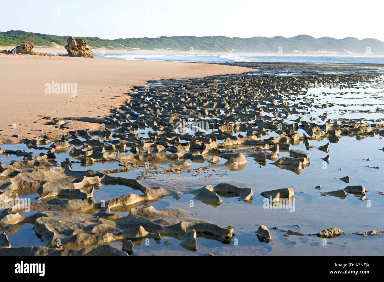 Soil erosion on beach, Greater St. Lucia Wetland Park, South Africa Stock Photo Alamy