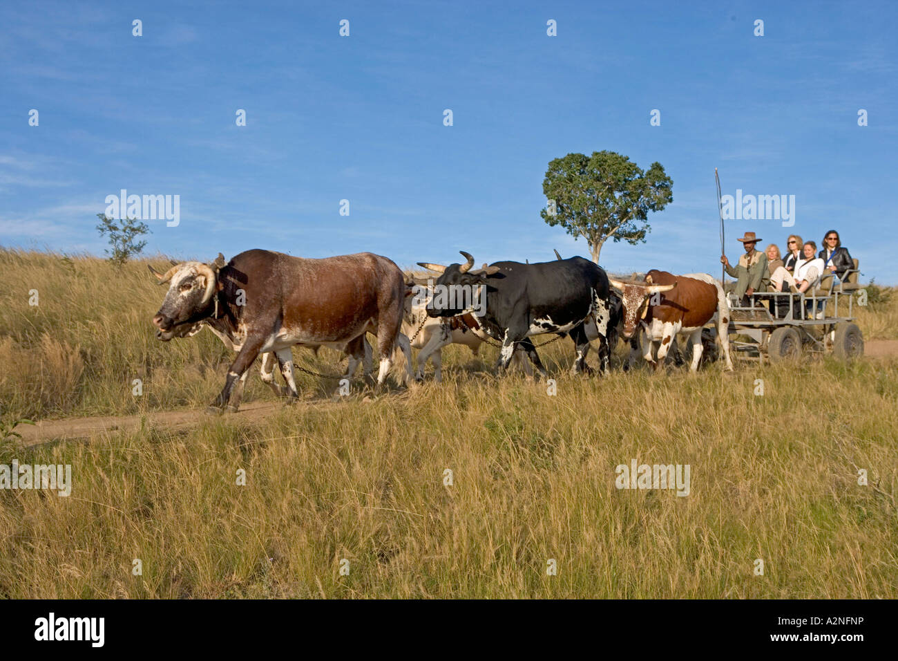 Rural south africa cattle hi-res stock photography and images - Alamy