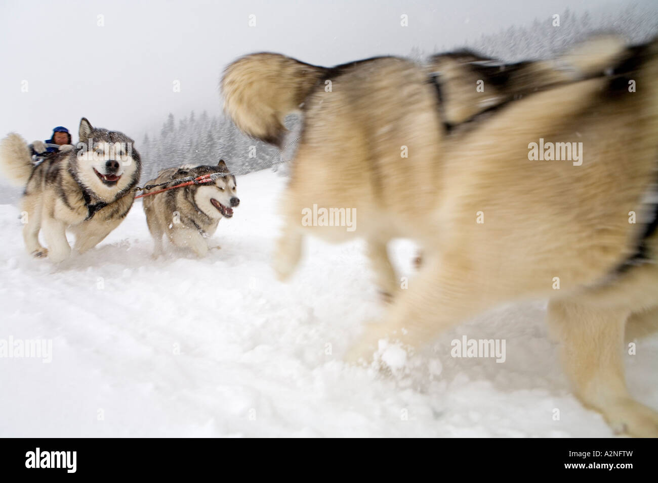 Husky dogs pulling sled in snow, Haute-Savoie, France Stock Photo - Alamy