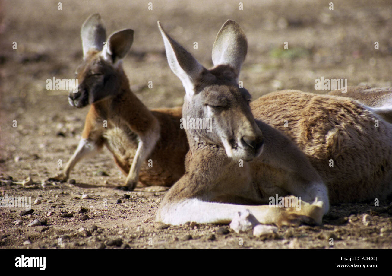 Kangaroos, Outback, Australia Stock Photo - Alamy
