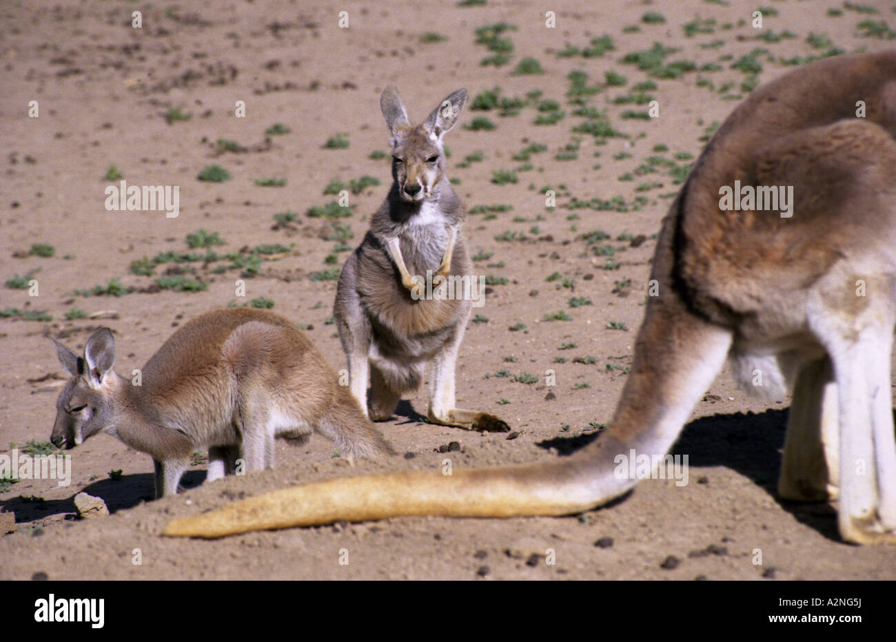 Kangaroos, Outback, Australia Stock Photo - Alamy