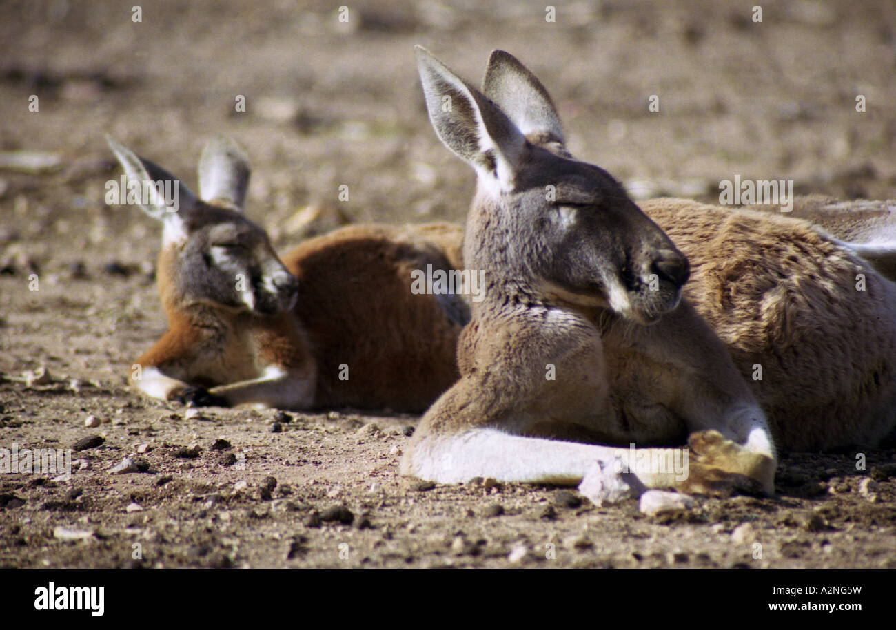 Kangaroos, Outback, Australia Stock Photo - Alamy