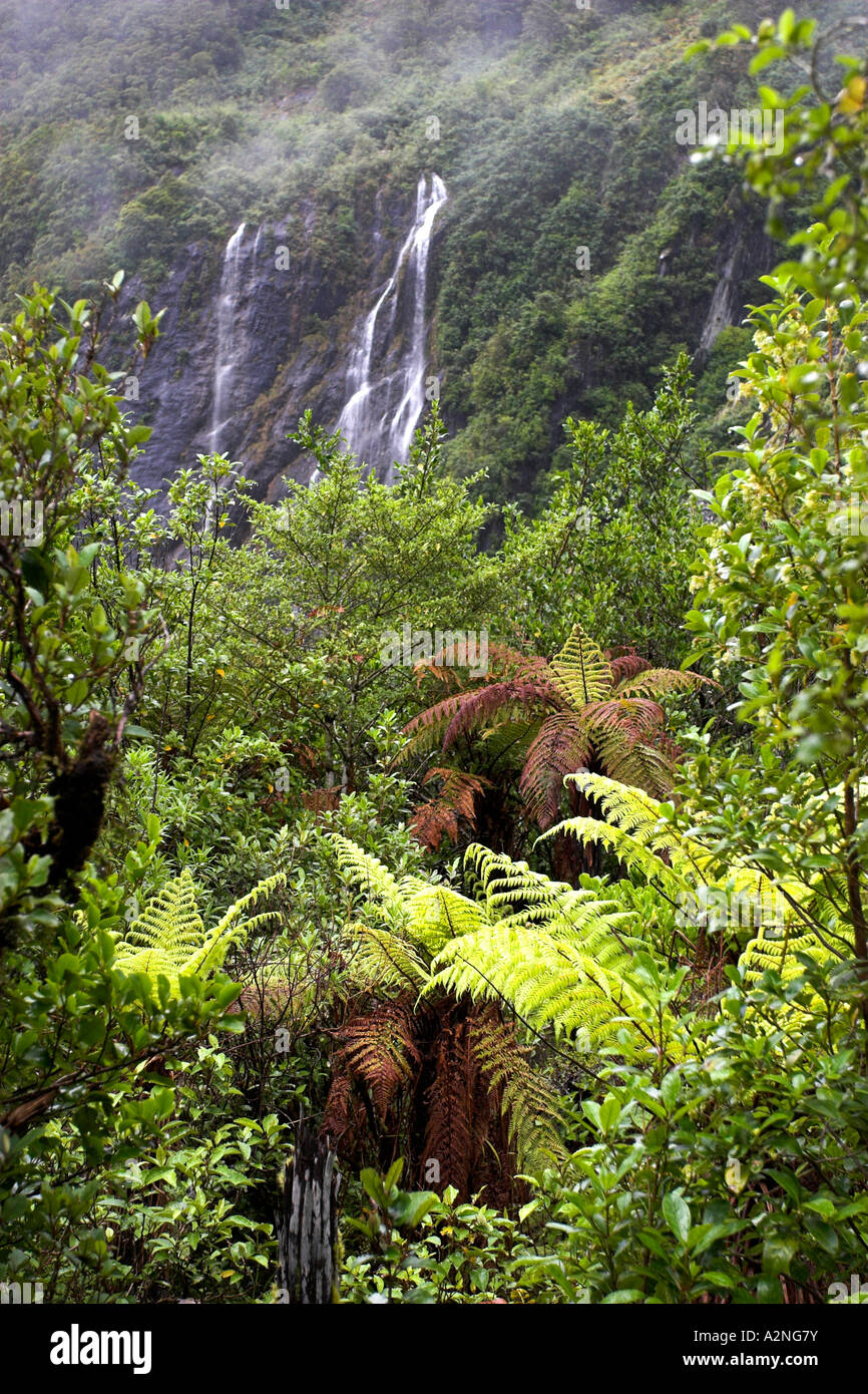 The lush green rainforest of the Franz Joseph Glacier Valley. West coast, South Island, New Zealand. Stock Photo