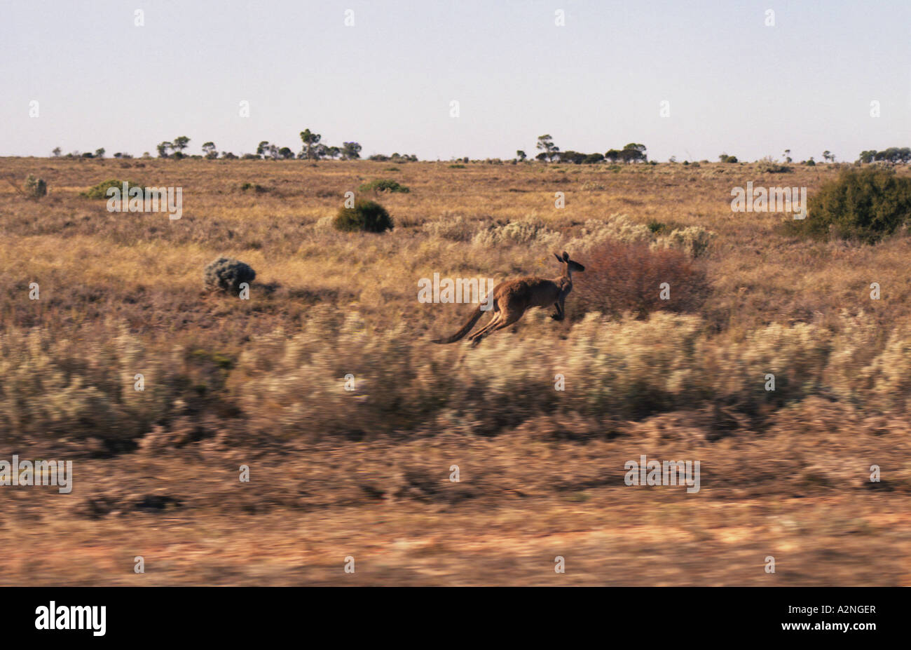 Kangaroo Hopping Tours