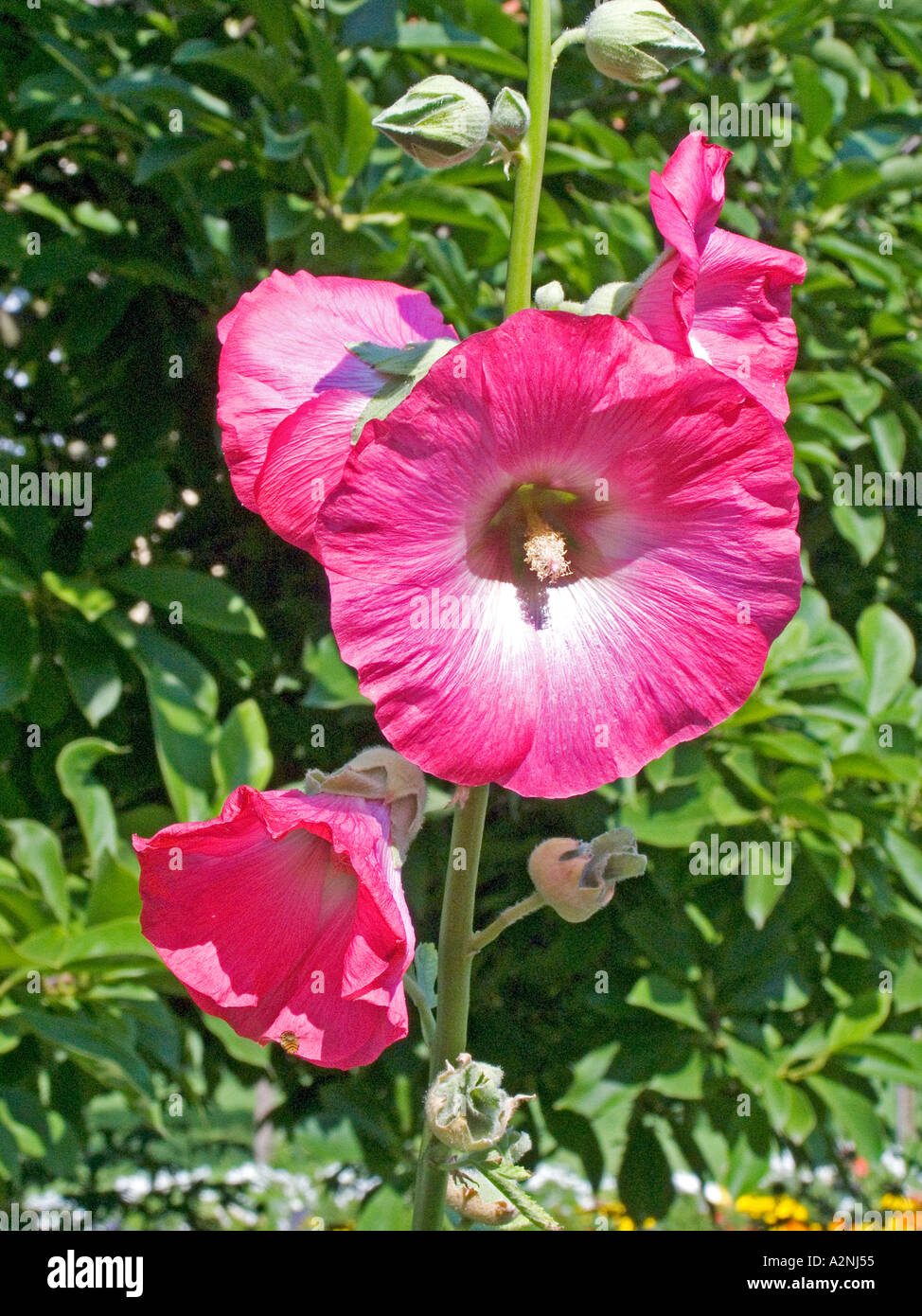 Rose 'linderhof' High Resolution Stock Photography and Images - Alamy