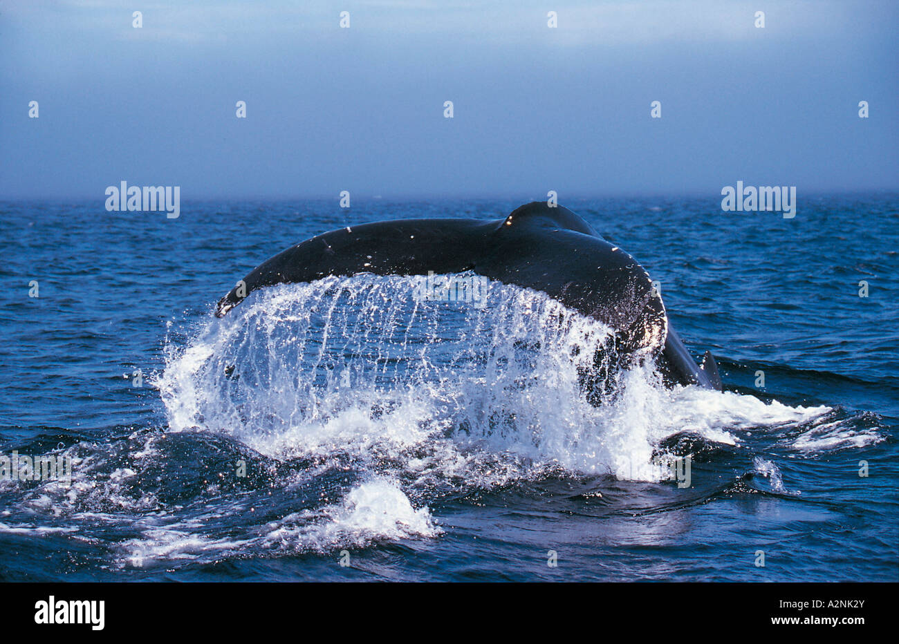 Humpback whale (Megaptera novaeangliae) breaching in sea, Newfoundland, Canada Stock Photo