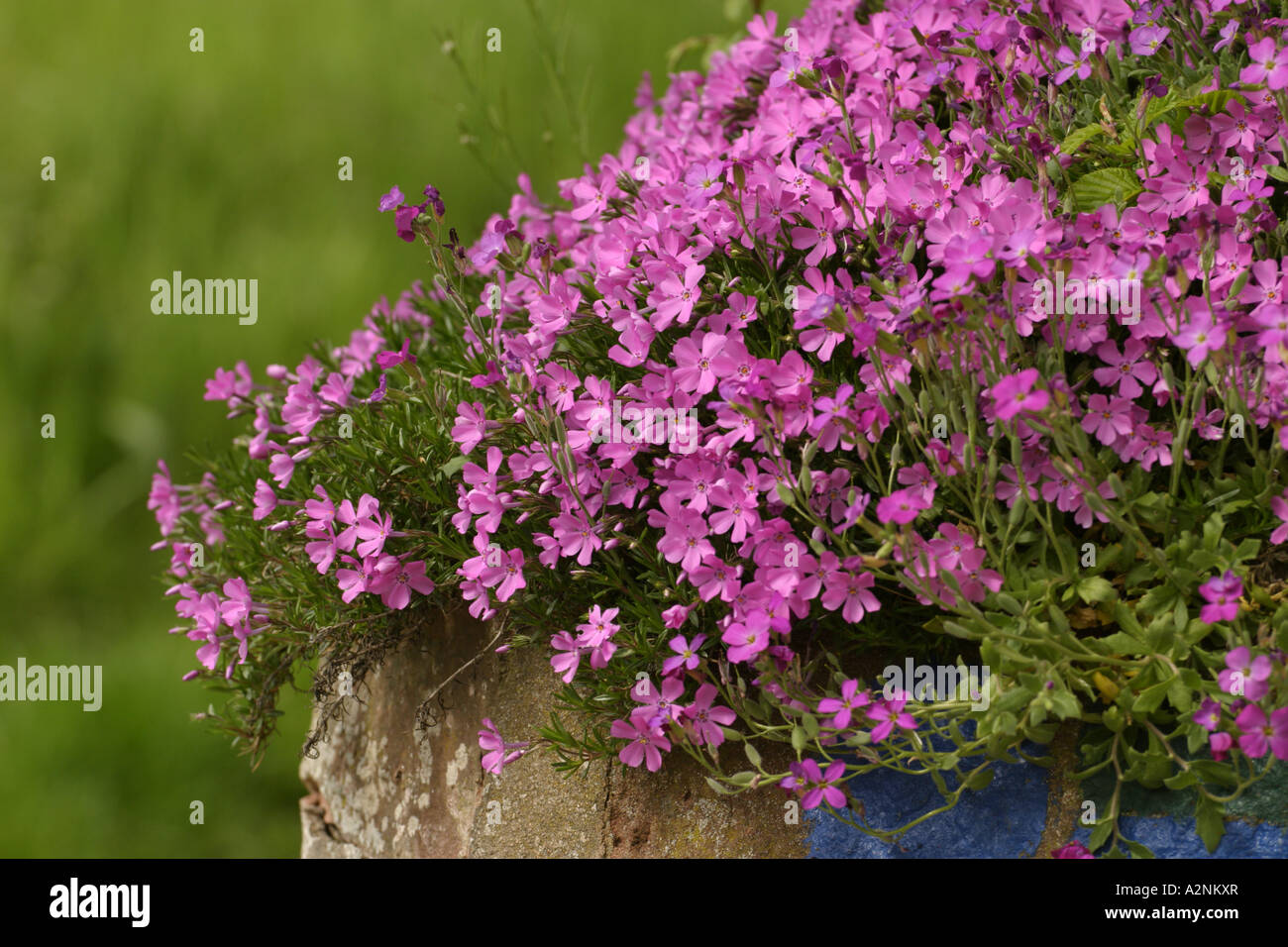 Close-up of flowers blooming Stock Photo - Alamy