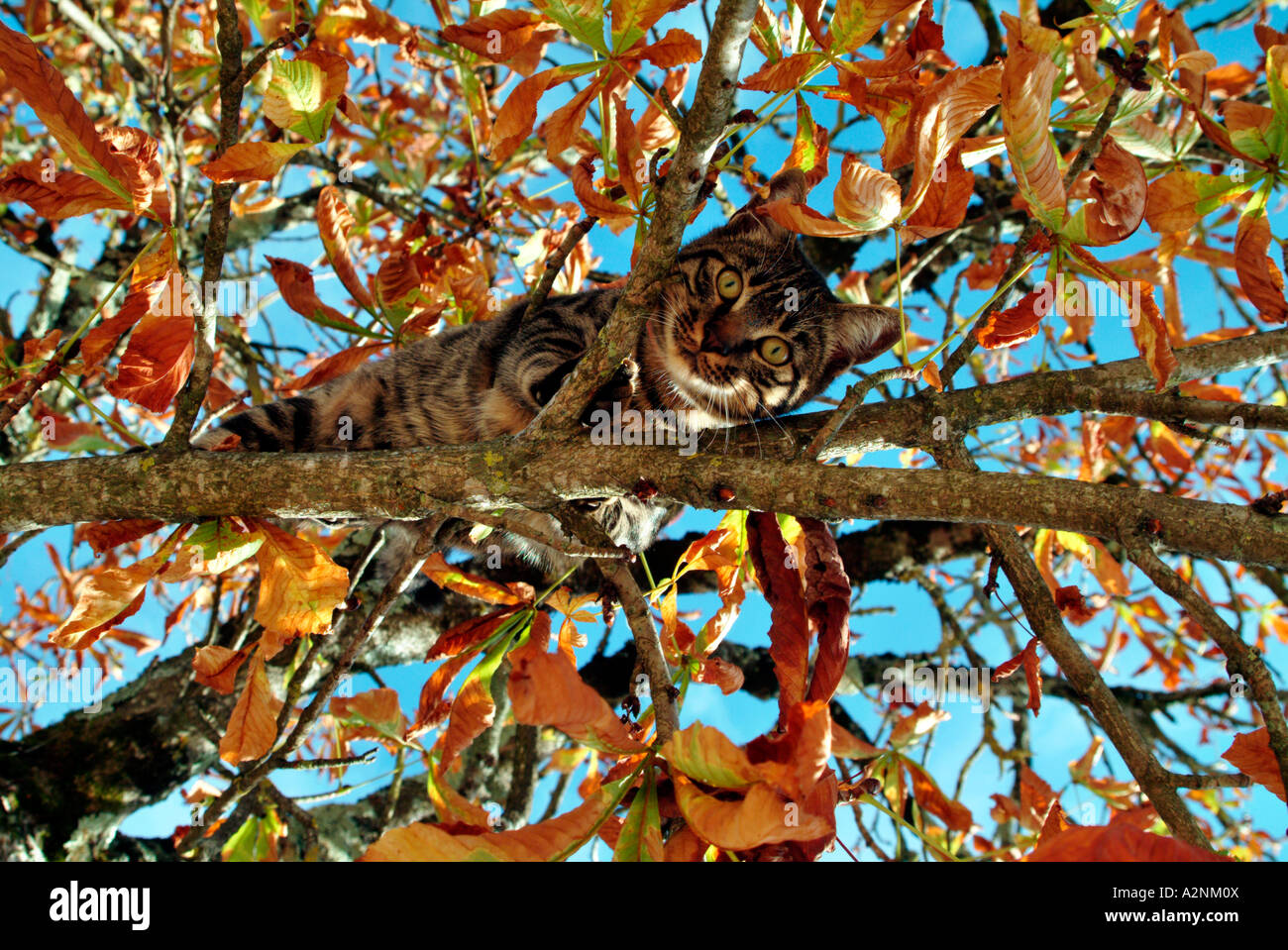 Low angle view of cat on tree Stock Photo - Alamy