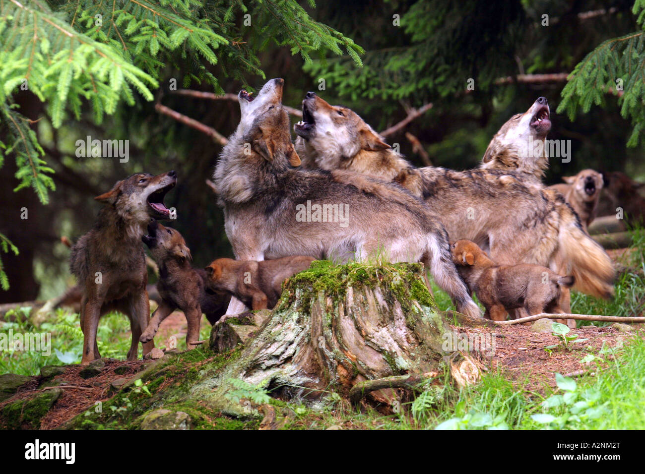 Herd of Grey wolves (Canis lupus) howling in forest, Bavarian Forest ...