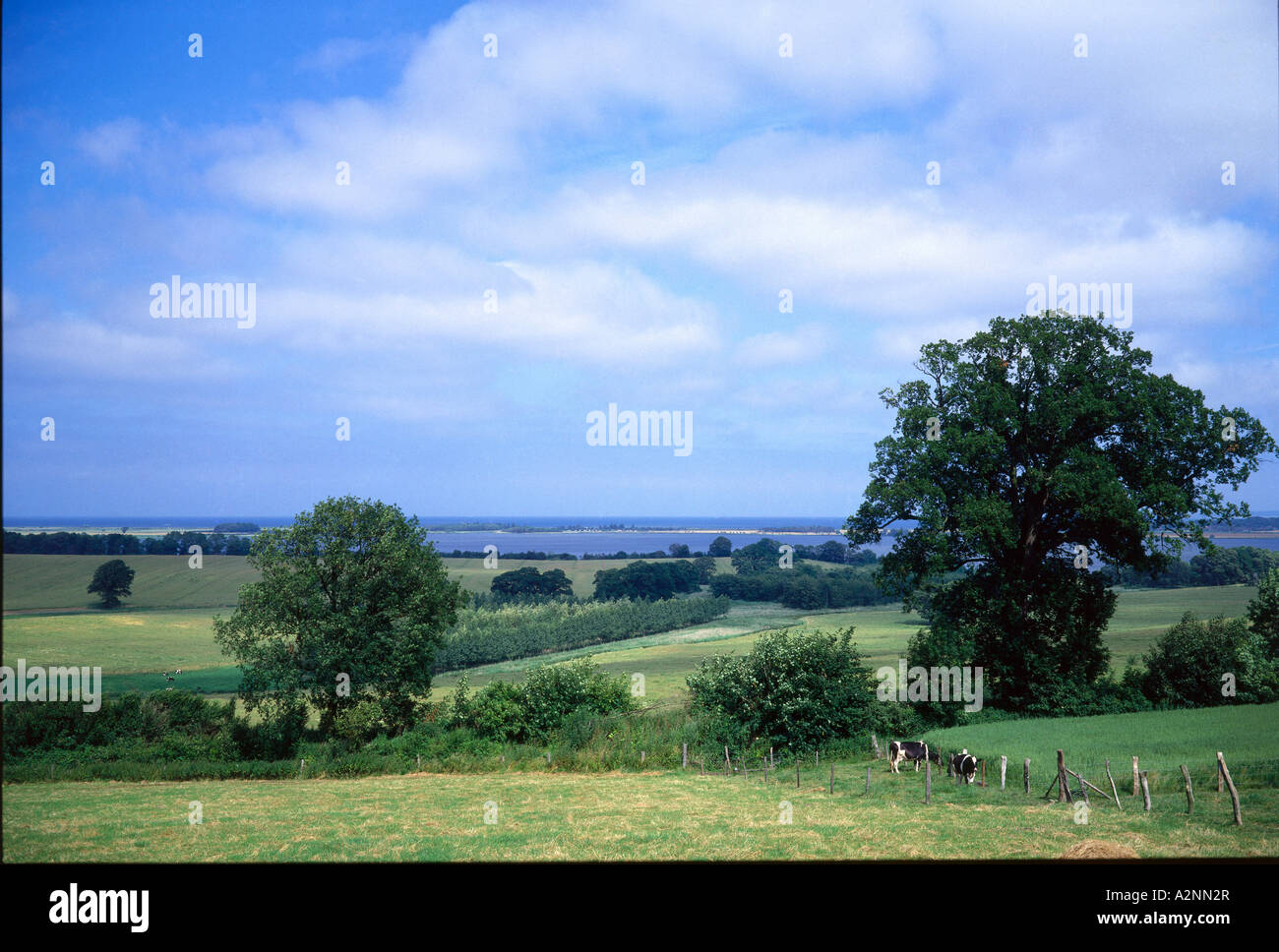 Cow field hi-res stock photography and images - Alamy
