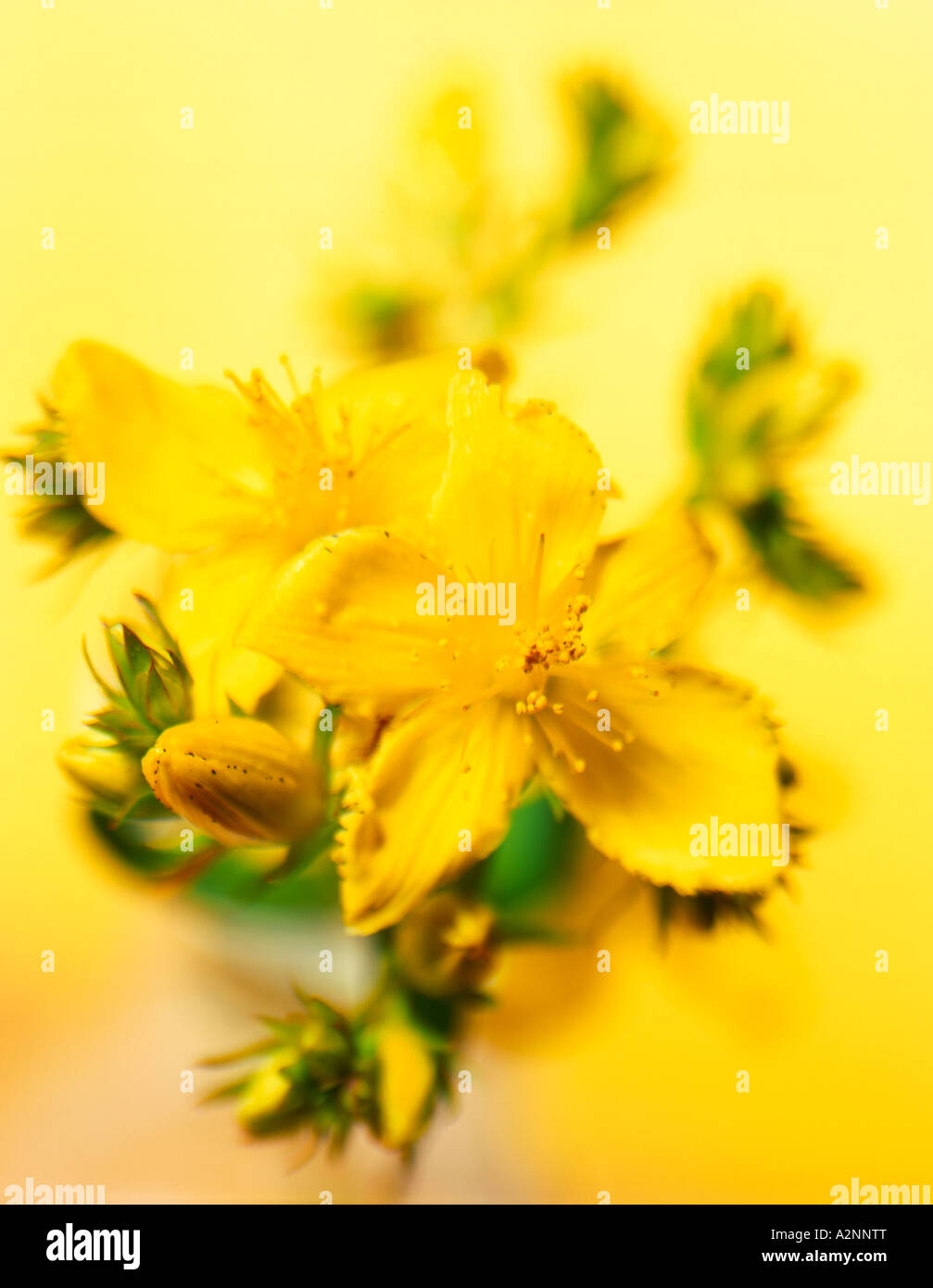 Yellow flowers close up hi-res stock photography and images - Alamy
