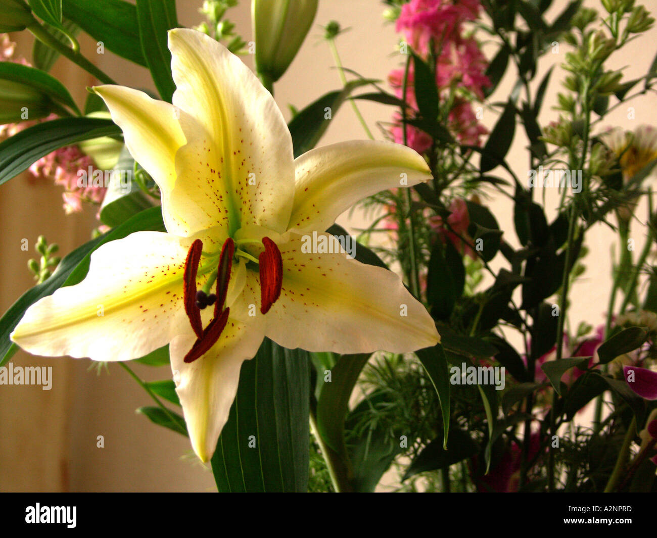 White beautiful lily close hi-res stock photography and images - Alamy