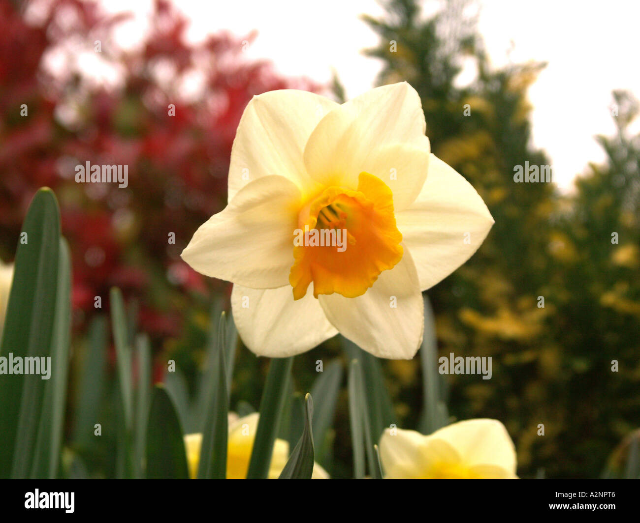 A Superb White & Yellow Trumpet Daffodil. Stock Photo