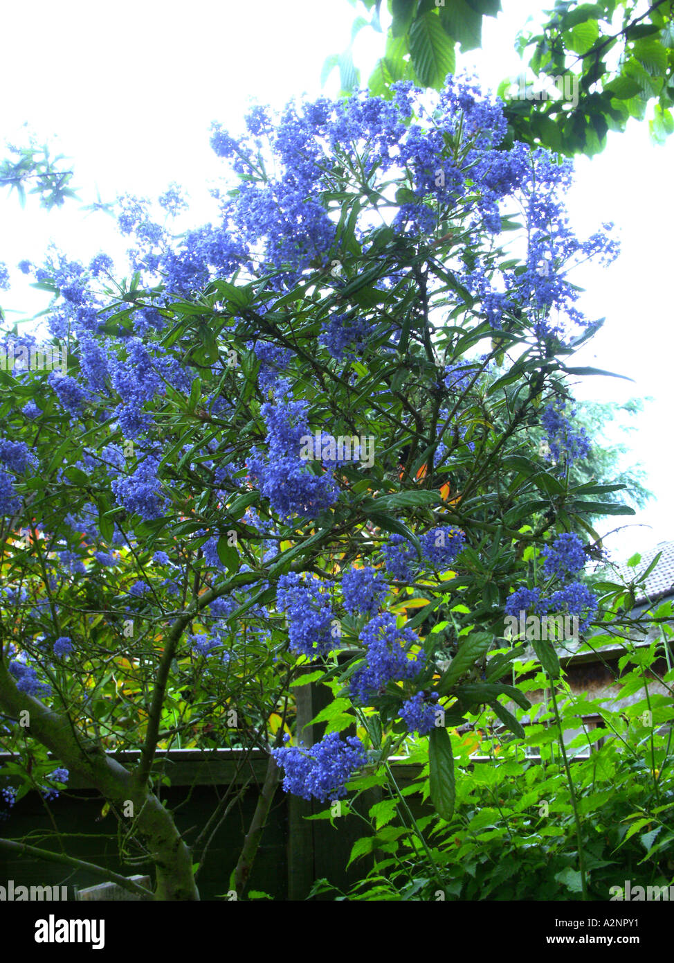Blue Tree Blossom Stock Photo Alamy